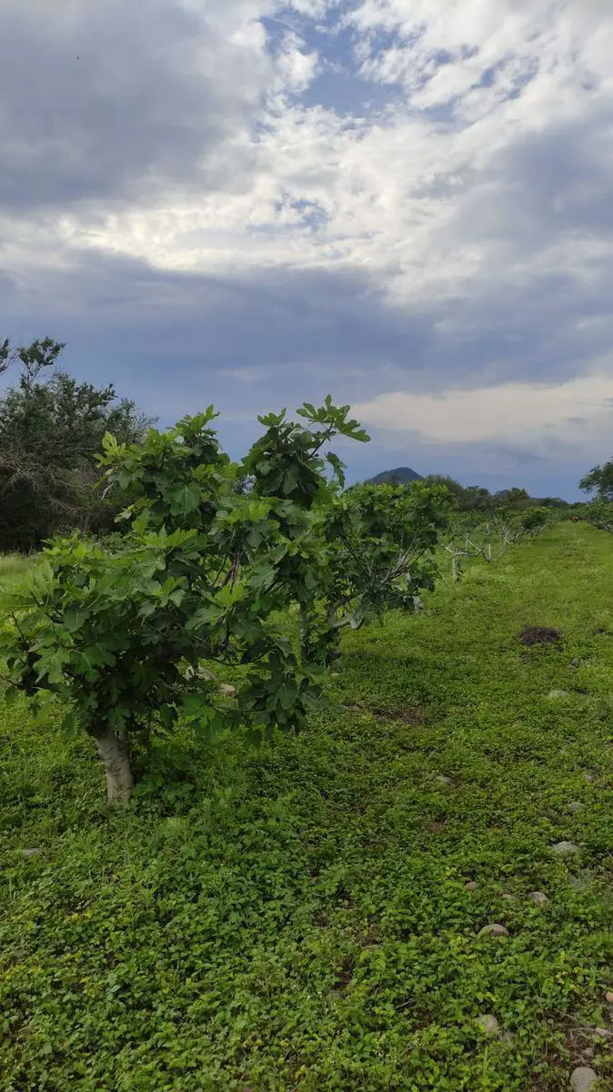 Terreno en venta en Tenango (Santa Ana), Jantetelco — foto 1 de 3