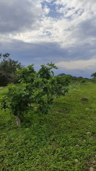 Terreno en venta en Tenango (Santa Ana), Jantetelco, Morelos