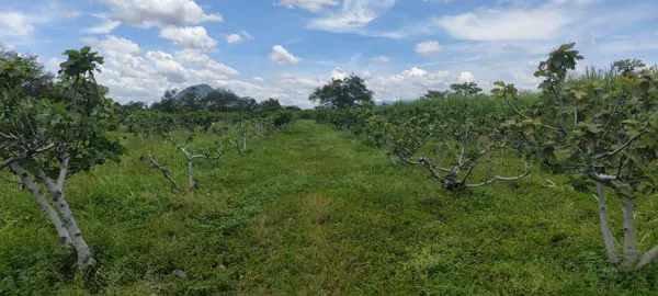 Terreno en venta en Tenango (Santa Ana), Jantetelco — foto 3 de 3