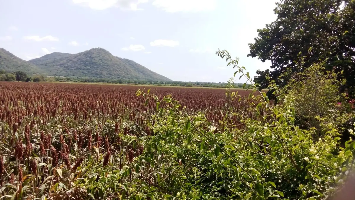 Terreno en venta en Tlayecac, Ayala — foto 1 de 5