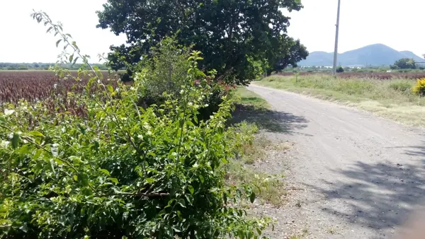 Terreno en venta en Tlayecac, Ayala — foto 2 de 5