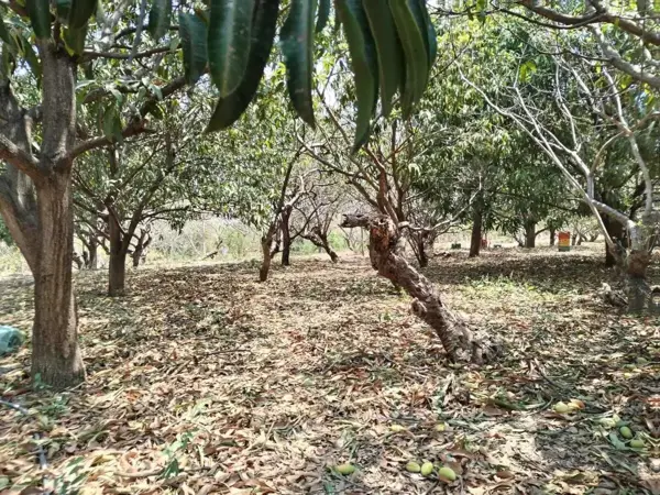 Terreno en venta en Nandambua 1a Sección, Chiapa de Corzo — foto 2 de 7
