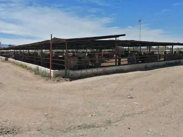 Finca-Rancho en venta en Pastor Rouaix, Gómez Palacio, Durango