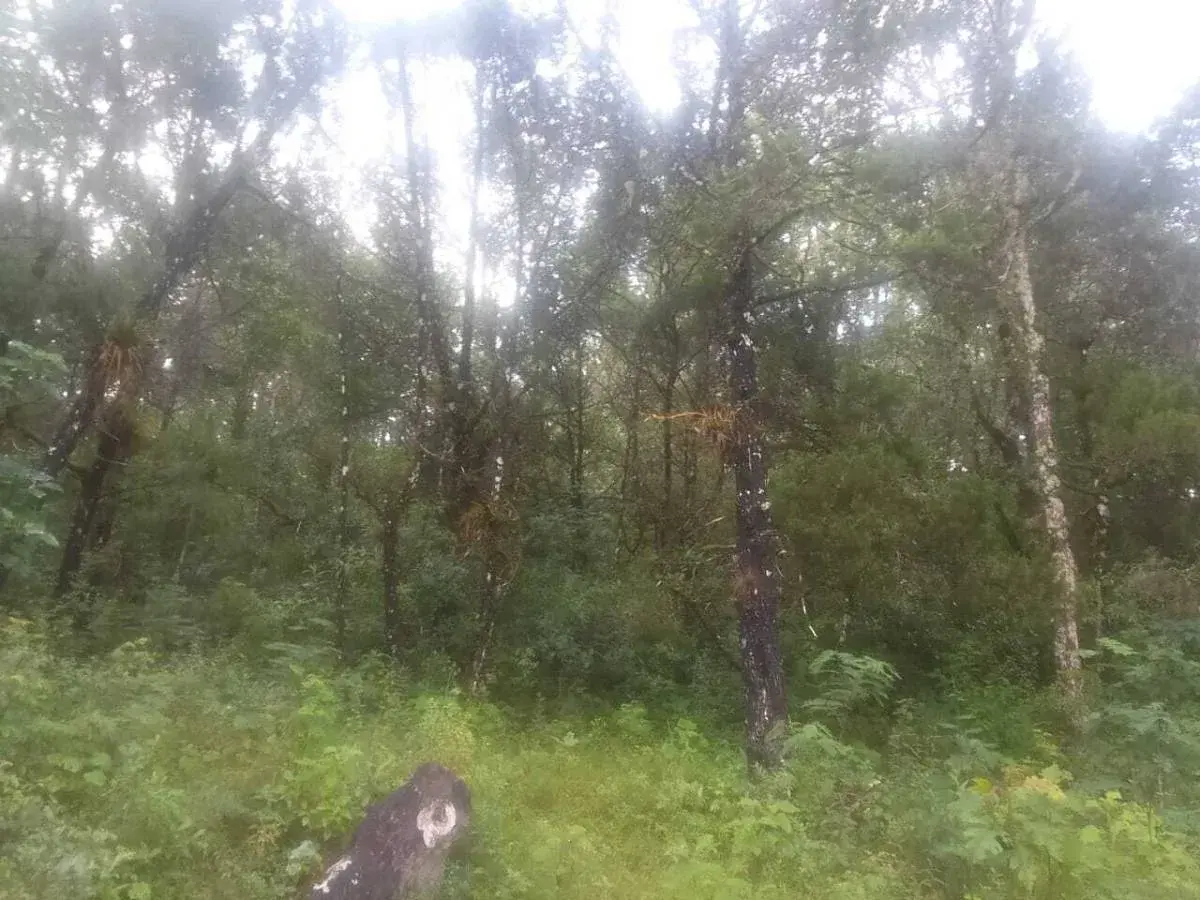 Terreno en venta en El Porvenir, Teopisca — foto 1 de 11