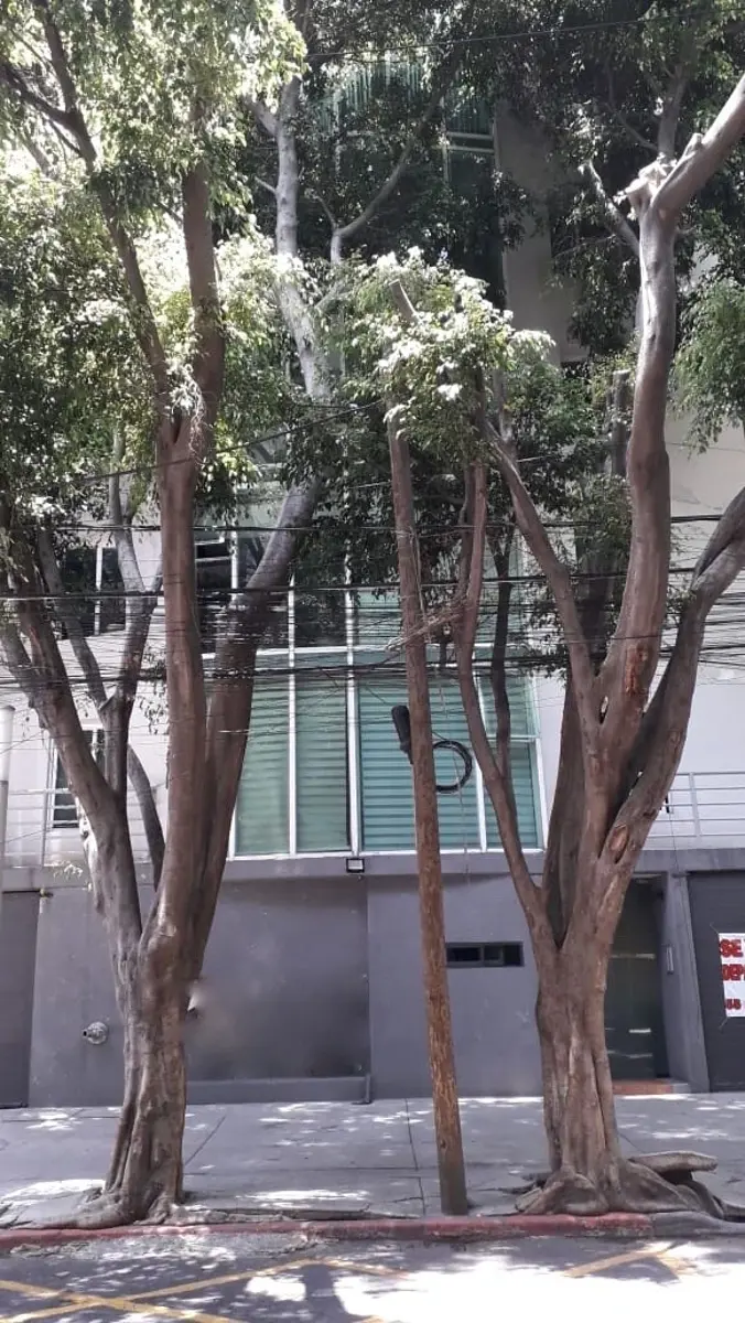 Departamento en venta en Hipódromo Condesa, Cuauhtémoc — foto 1 de 25