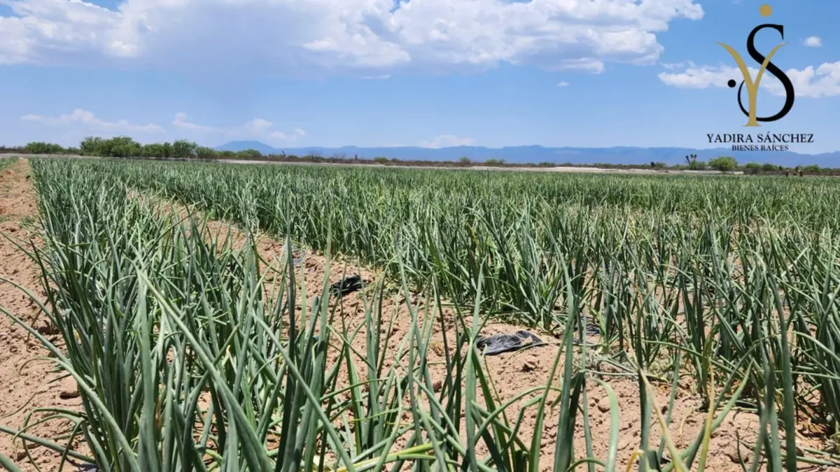 Terreno en venta en 1 de Mayo, Monclova — foto 1 de 20
