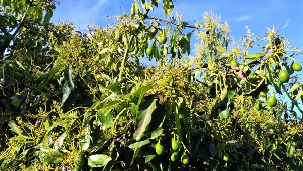 Terreno en venta en La Candelaria, Valle de Bravo — foto 3 de 6