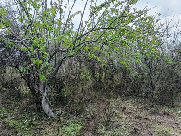 Terreno en venta en El Puentecito, Malinalco — foto 3 de 7