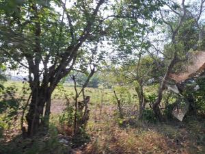 Terreno en venta en La Aguada, Alvarado — foto 2 de 30
