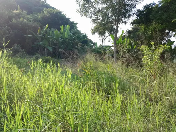 Terreno en venta en Donato Márquez Azuara, Papantla — foto 3 de 13