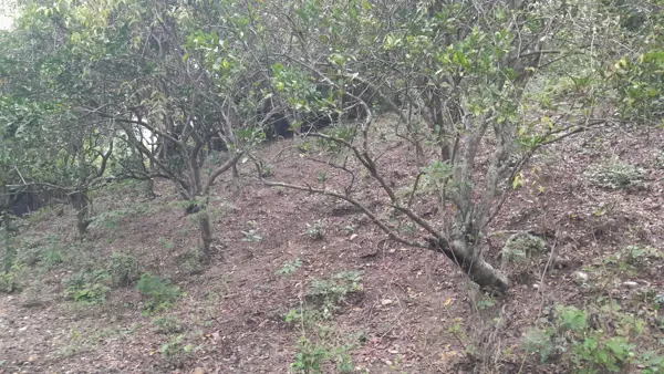 Terreno en venta en Unión y Progreso, Papantla — foto 3 de 6
