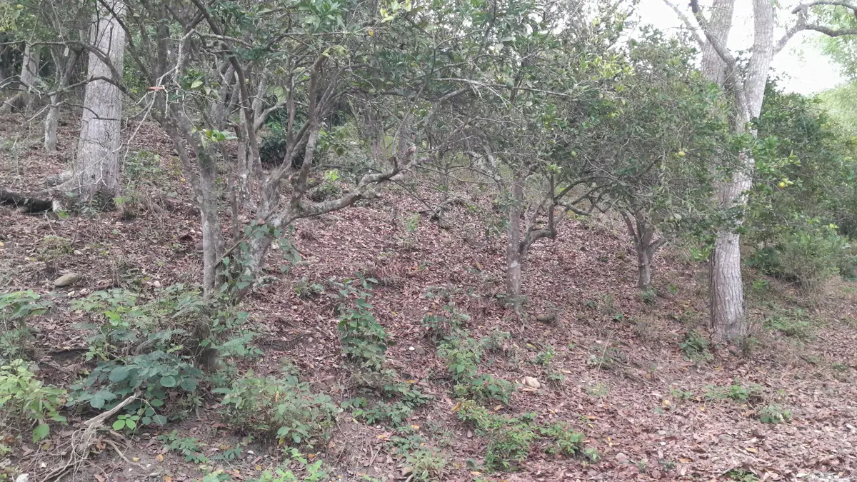 Terreno en venta en Unión y Progreso, Papantla — foto 1 de 6