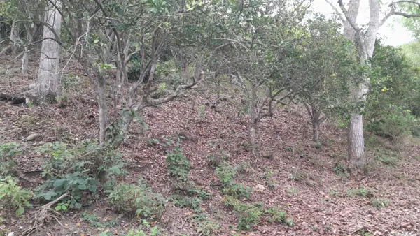 Terreno en venta en Unión y Progreso, Papantla, Veracruz de Ignacio de la Llave