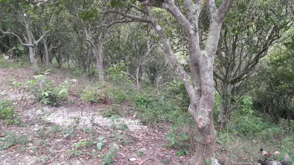 Terreno en venta en Unión y Progreso, Papantla — foto 2 de 6