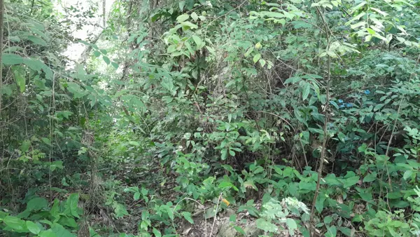 Terreno en venta en La Grandeza, Papantla — foto 2 de 7