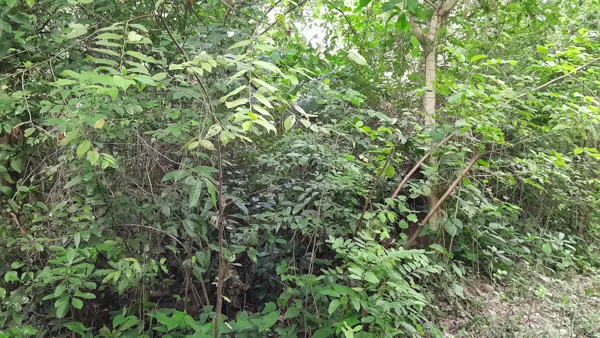 Terreno en venta en La Grandeza, Papantla — foto 3 de 7