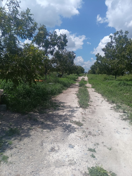 Terreno en venta en Los Hoyos (El Potrero), Parras — foto 3 de 21