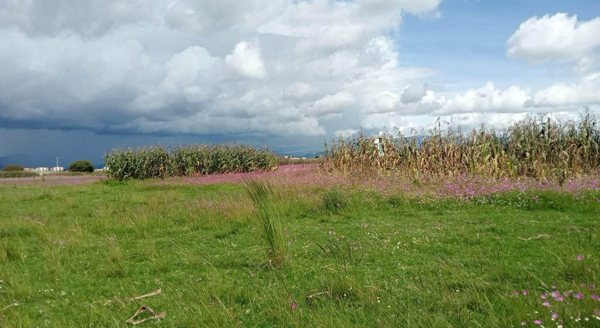 Terreno en venta en San Miguel Totocuitlapilco, Metepec — foto 2 de 2