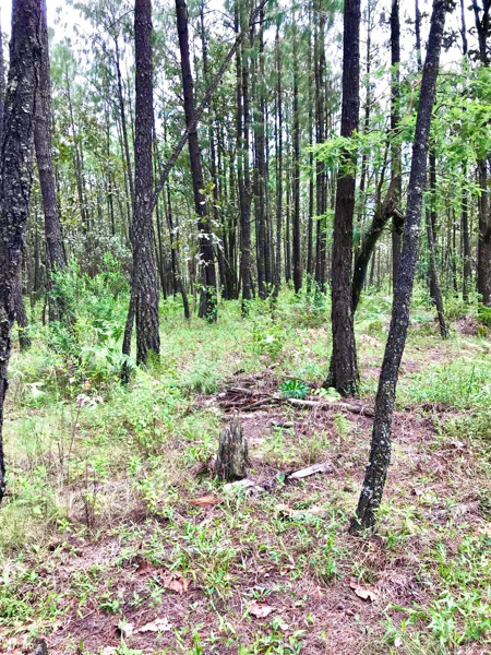 Terreno en venta en Chiquilistlan, Chiquilistlán — foto 3 de 4