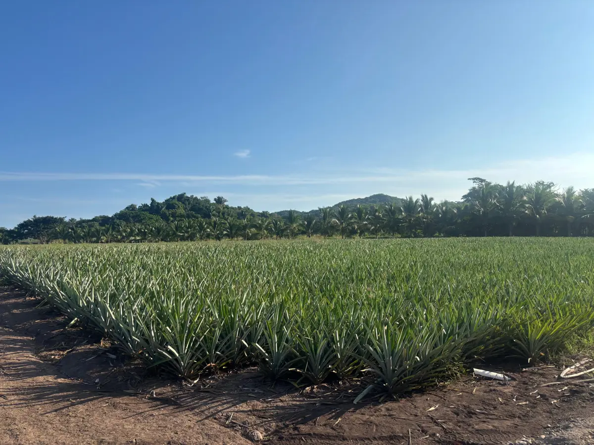 Terreno en venta en Lo de Marcos, Bahía de Banderas — foto 1 de 14