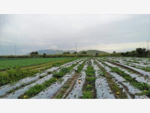 Terreno en venta en San Andrés Cholula Centro, San Andrés Cholula — foto 3 de 8