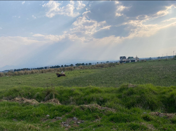 Terreno en venta en San Miguel Totocuitlapilco, Metepec — foto 3 de 7
