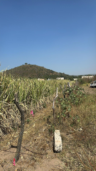 Terreno en venta en La Villita, Tala — foto 2 de 5