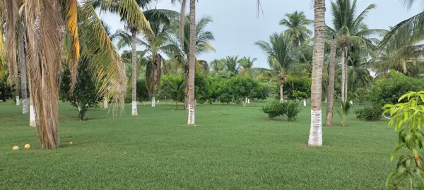 Finca-Rancho en venta en Mazunte, Santa María Tonameca — foto 2 de 4