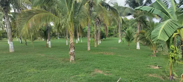 Finca-Rancho en venta en Mazunte, Santa María Tonameca — foto 3 de 4