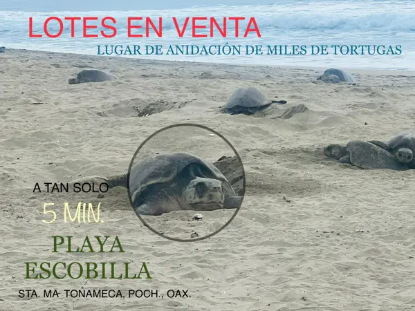 Terreno en venta en Escobilla, Santa María Tonameca — foto 3 de 10