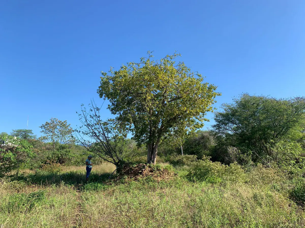Terreno en venta en La Mina, San Pedro Pochutla — foto 1 de 8