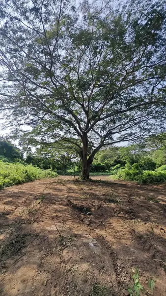 Terreno en venta en Arroyo Suchil, Santa María Huatulco — foto 2 de 7