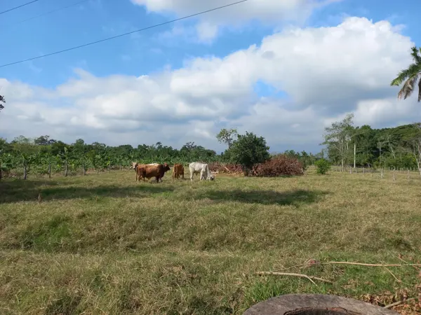 Terreno en venta en La Piedra 2da Sección, Cunduacán — foto 3 de 6