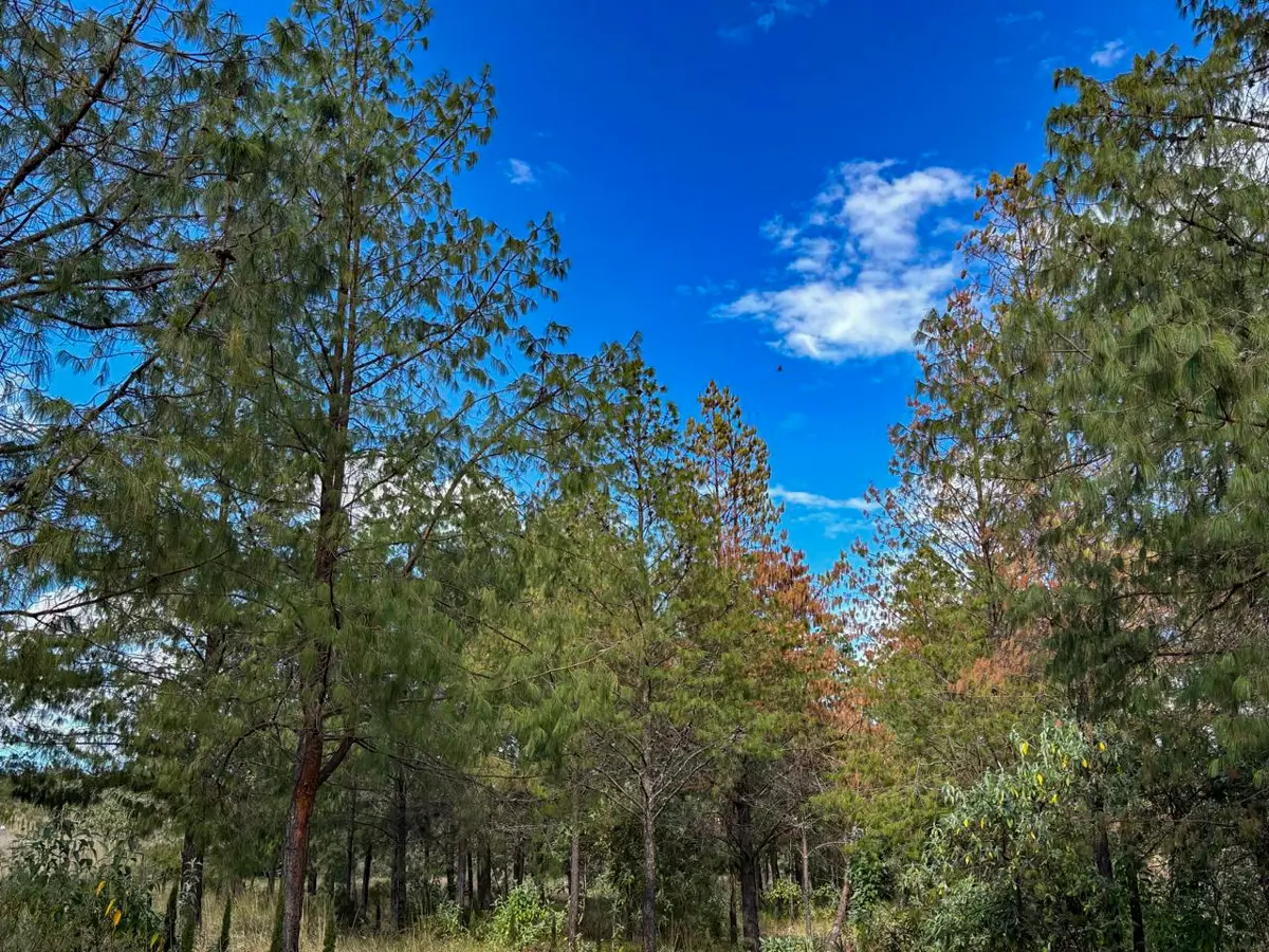 Terreno en venta en Chignahuapan, Chignahuapan — foto 1 de 8