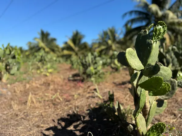 Terreno en venta en Rinconada del Balsas, Lázaro Cárdenas — foto 2 de 13