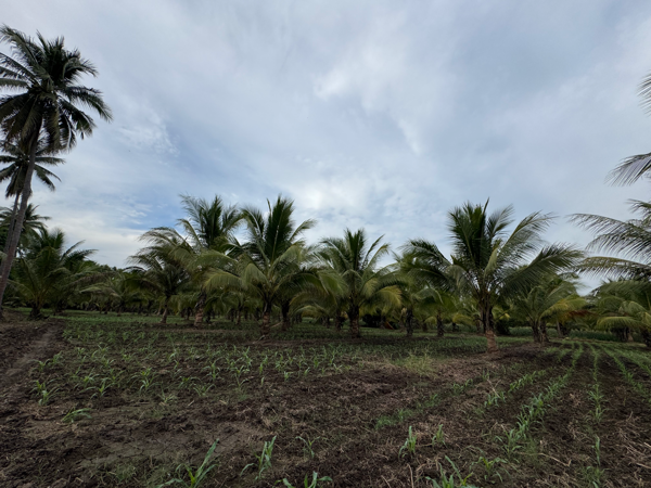 Terreno en venta en El Naranjito, La Unión de Isidoro Montes de Oca — foto 3 de 16
