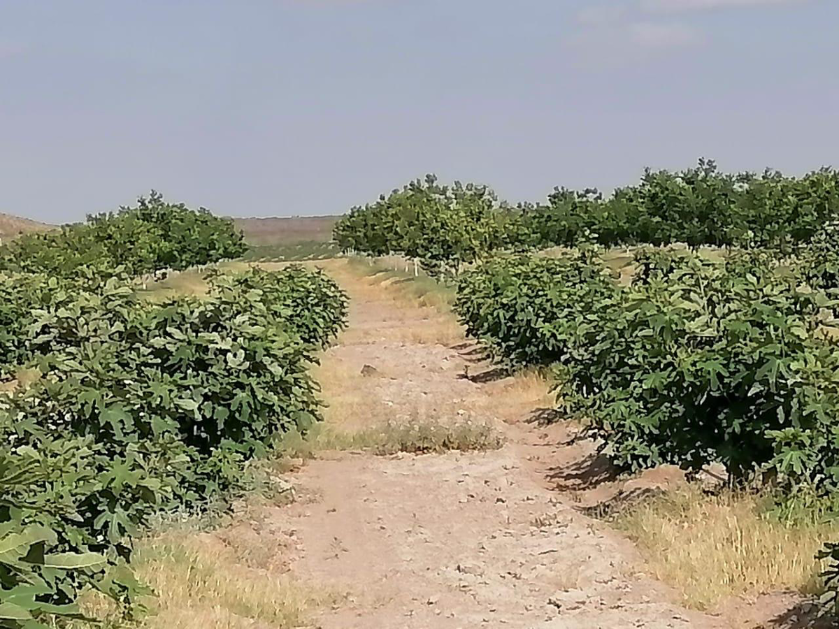 Finca-Rancho en venta en Santa Cecilia (La Cecilia), Parras — foto 1 de 5