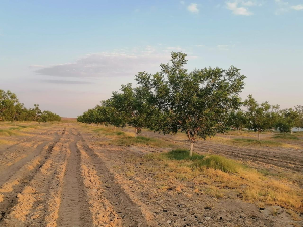 Finca-Rancho en venta en Santa Cecilia (La Cecilia), Parras — foto 2 de 5