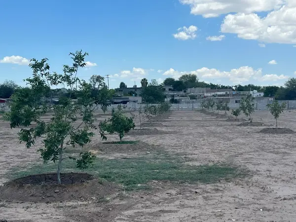 Terreno en venta en Hormiguero, Matamoros — foto 3 de 8
