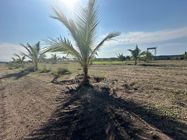 Terreno en venta en Feliciano, La Unión de Isidoro Montes de Oca — foto 2 de 13