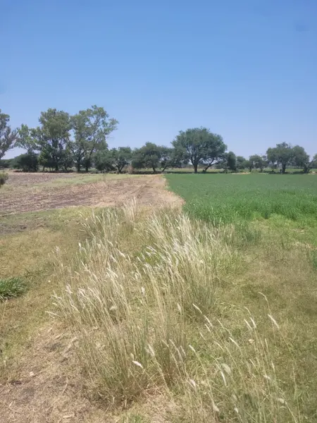 Terreno en venta en La Venta de Ajuchitlancito, Pedro Escobedo — foto 3 de 6