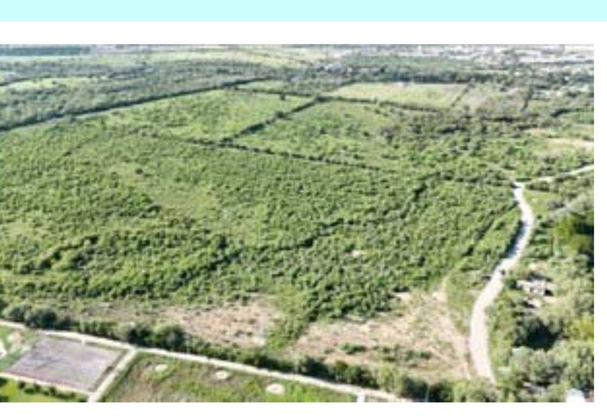 Terreno en venta en Benito Juarez, Linares — foto 1 de 4