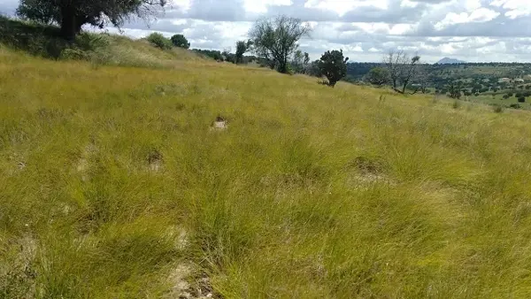 Terreno en venta en Delicias, Atltzayanca — foto 2 de 17