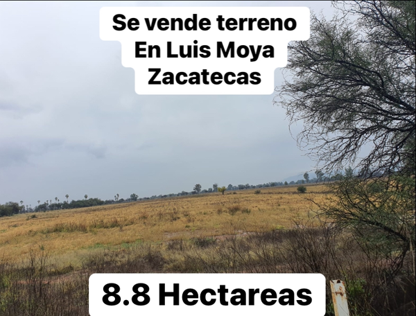 Terreno en venta en Luis Moya Centro, Luis Moya, Zacatecas