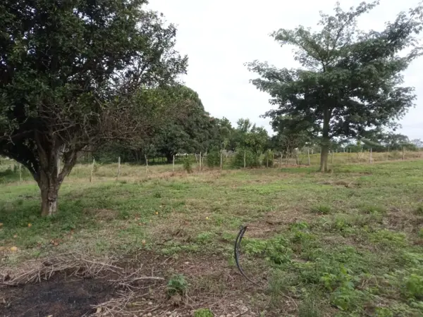 Terreno en venta en Pueblo Nuevo de las Raíces, Centro — foto 2 de 9