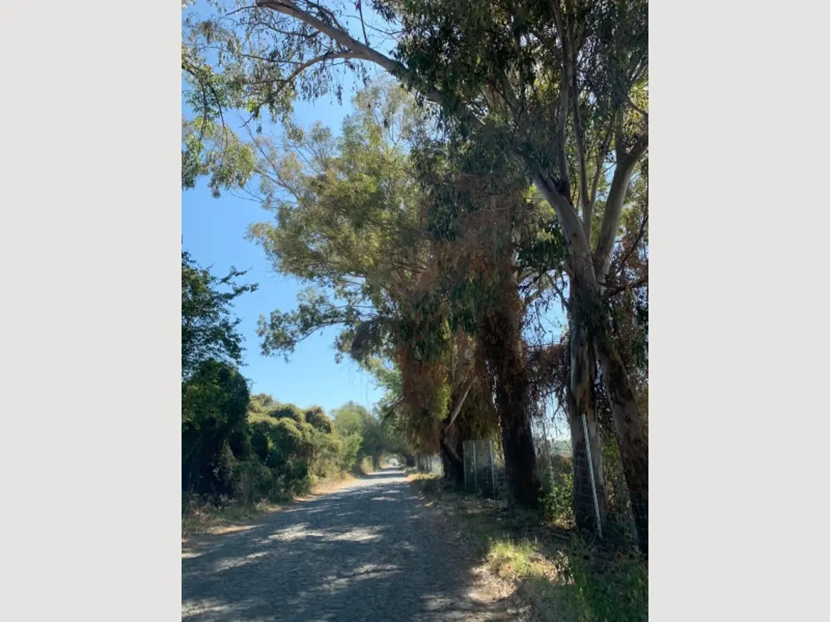 Terreno en venta en Chapala Centro, Chapala — foto 1 de 18