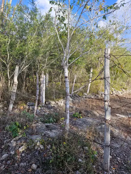 Terreno en venta en Xcunya, Mérida — foto 2 de 7