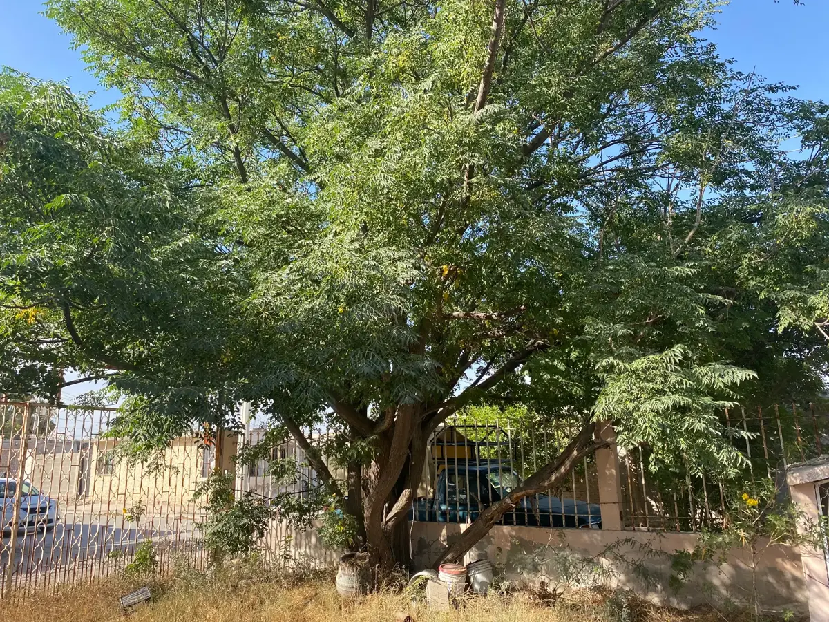 Terreno en venta en Rincón del Bosque, Torreón — foto 1 de 4