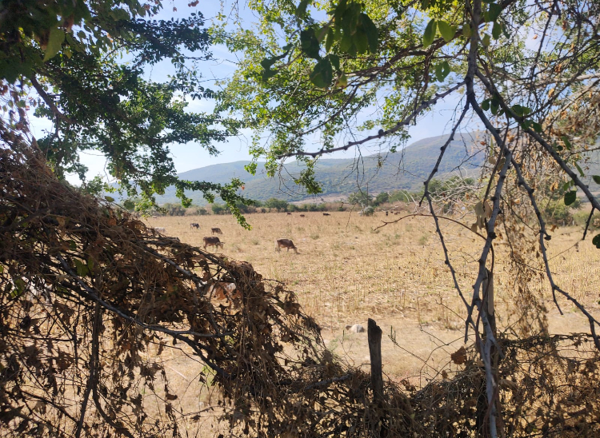 Terreno en venta en El Platanar, Malinalco — foto 2 de 5