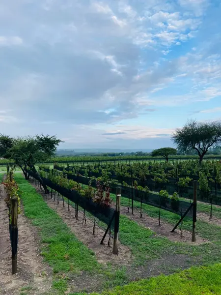 Terreno en venta en Santuario de Atotonilco, San Miguel de Allende — foto 3 de 10
